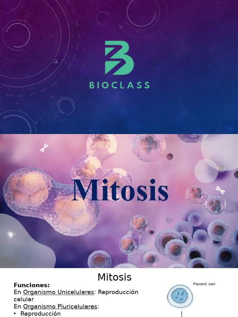 Mitosis y Control Del Ciclo Celular | PDF | Mitosis | Ciclo celular