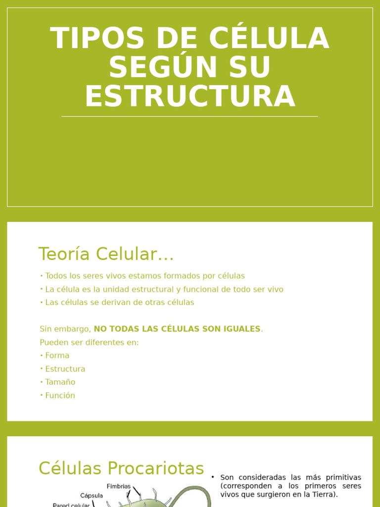 Tipos de Célula Según Su Estructura | PDF | Biología Celular) | Citoplasma
