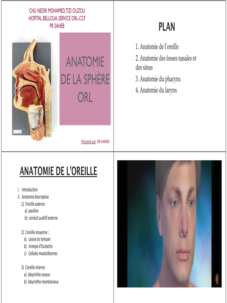 Anatomie de la sphère ORL | PDF | Oreille | Système vestibulaire