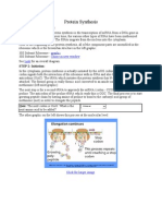 Protein Synthesis