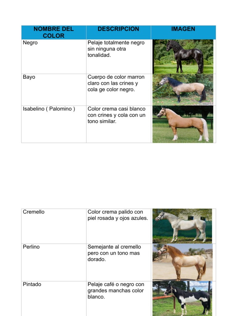 Colores en Caballos | PDF