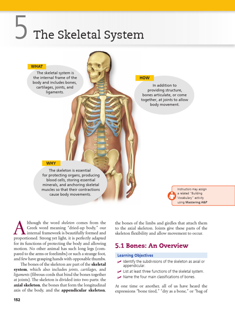 CHAP 5 the Skeletal System (1) | PDF | Bone | Skeleton