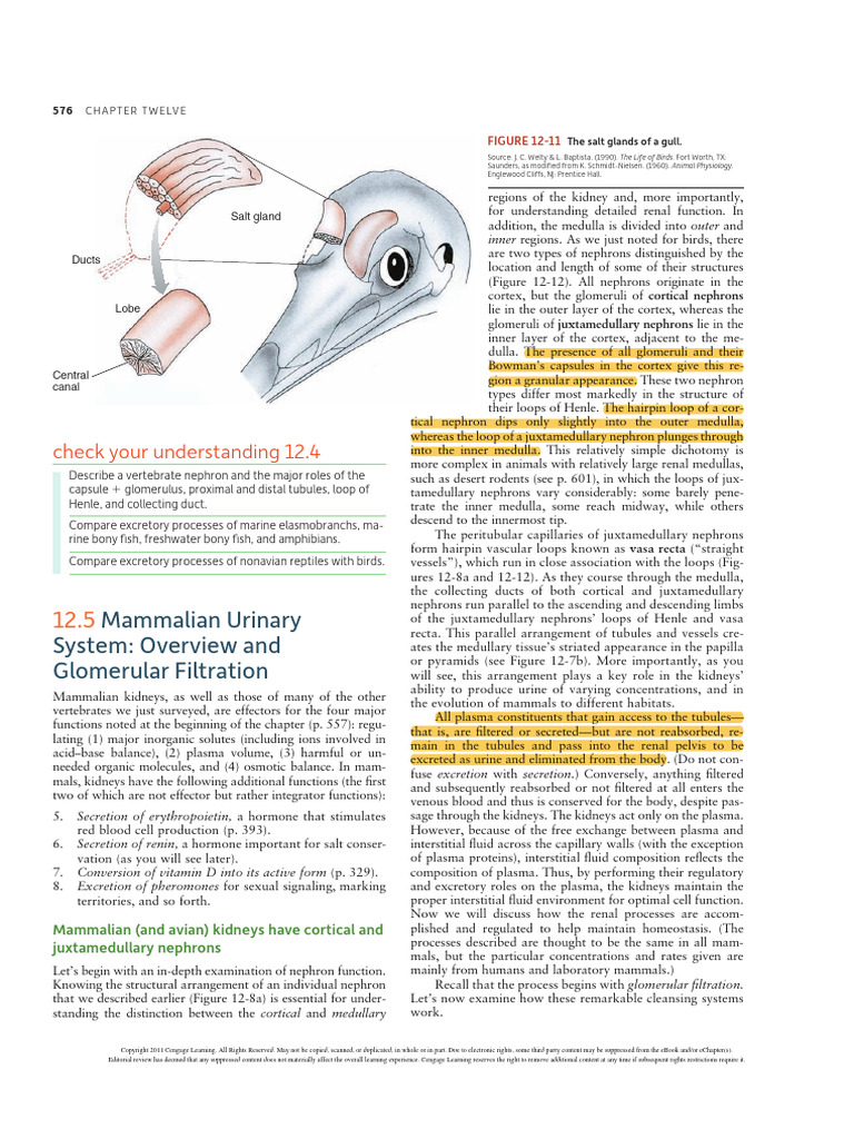 Mammalian Nephron Structure and Function | PDF | Kidney | Urinary System
