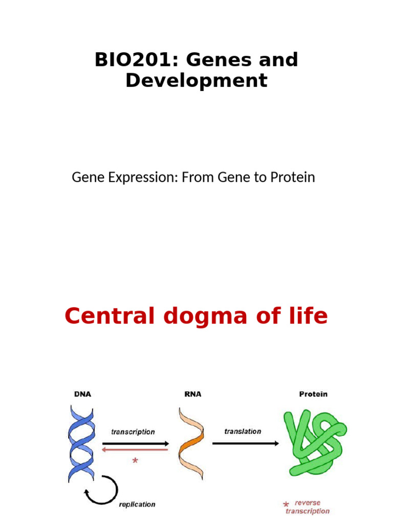 Gene Expression and the Central Dogma | PDF