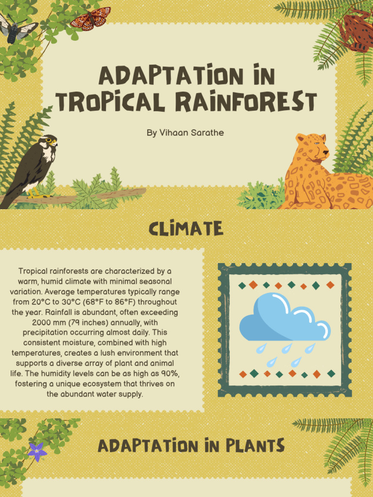 Tropical Rainforest Adaptations Explained | PDF | Science & Mathematics
