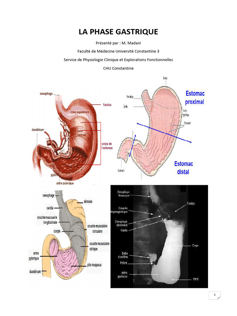 Phase gastrique et réplétion de l'estomac | PDF | Estomac | Abdomen