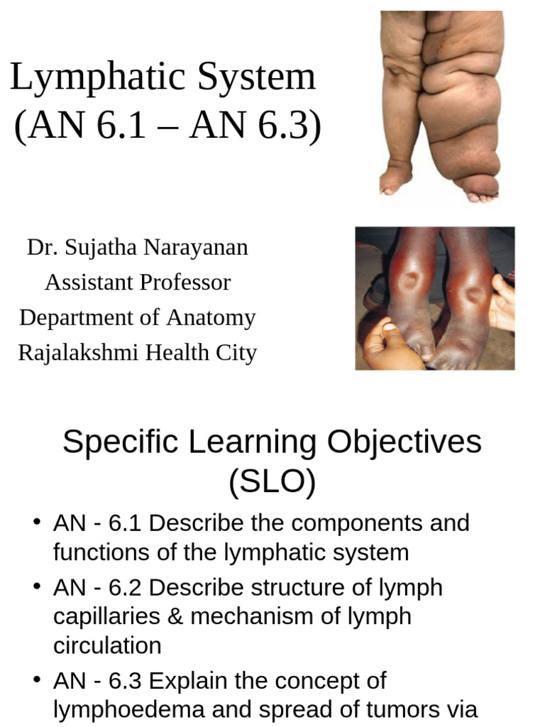 Lymphatic System Pdf Lymphatic System Lymph Node