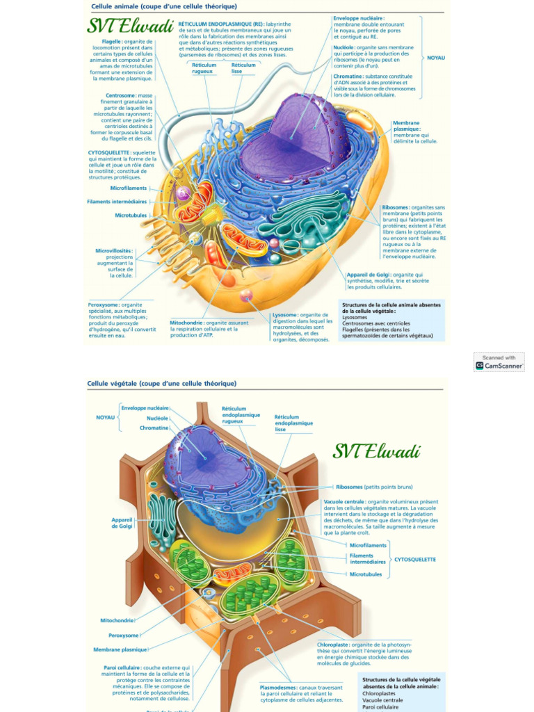 Cellule Animale + Cellule Végétale | PDF