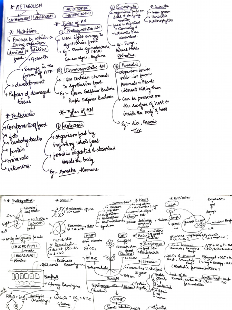 Life processes pdf physiology