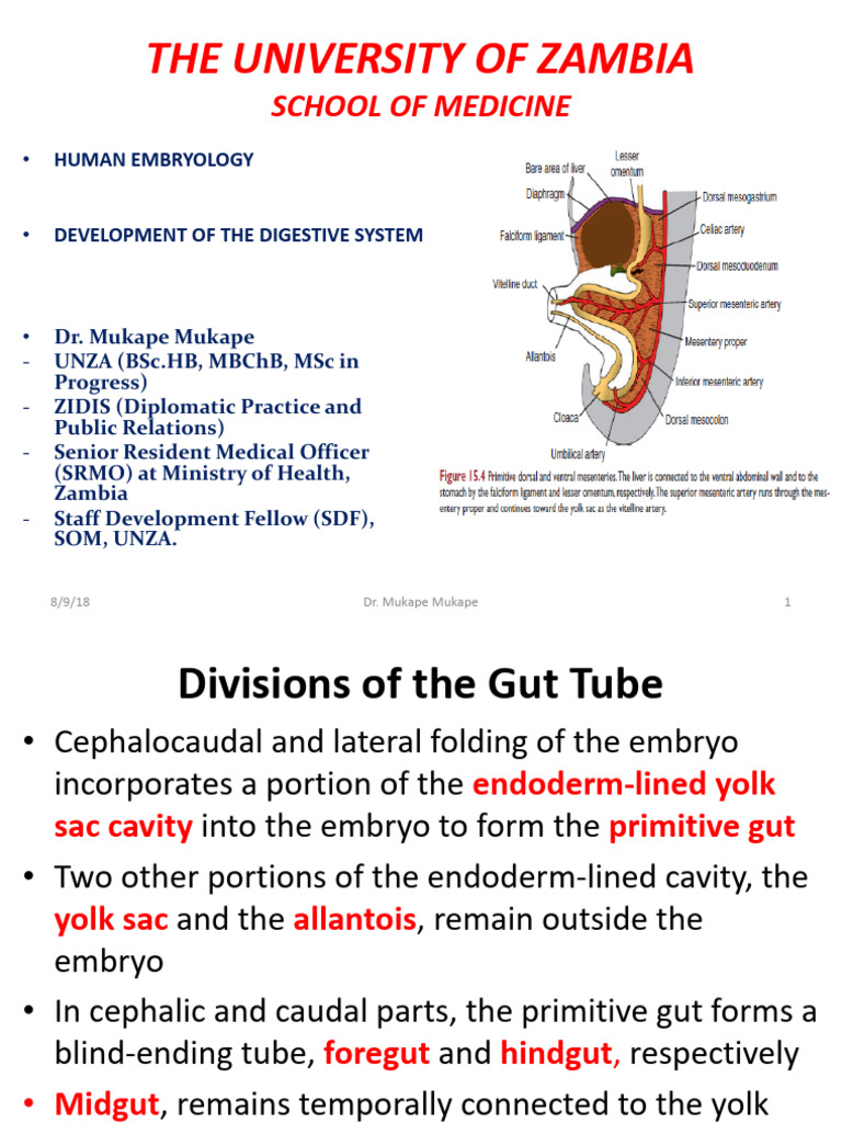 Development of The Digestive System | PDF | Liver | Peritoneum