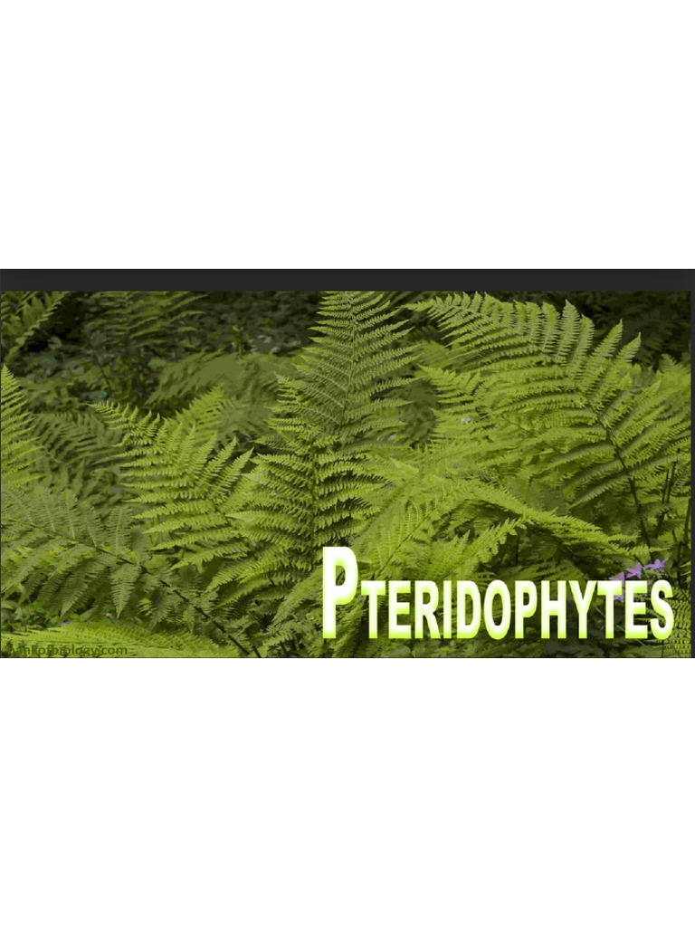 Pteridophytes | PDF
