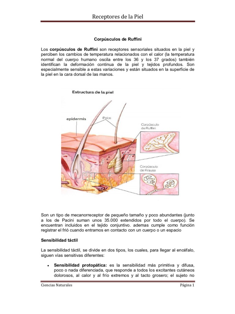 Corpúsculos de Ruffini | PDF | Sistema nervioso | Biología