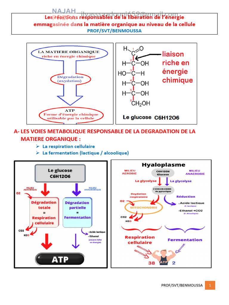 Le cycle de l'acide citrique (CAC) ou cycle de Krebs est une série de  réactions chimiques cruciales dans le métabolisme cellulaire. Il se déroule  dans la matrice mitochondriale des cellules eucaryotes et, image size:768x1024