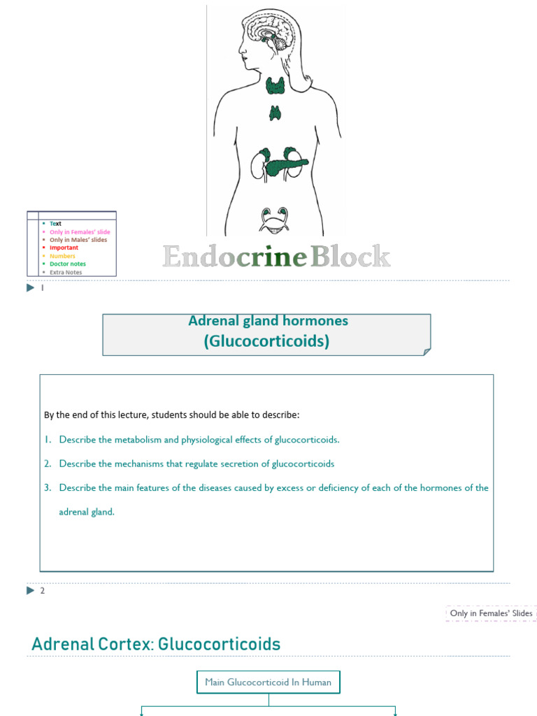 Adrenal Gland Hormones (Glucocorticoids) | PDF | Cortisol ...
