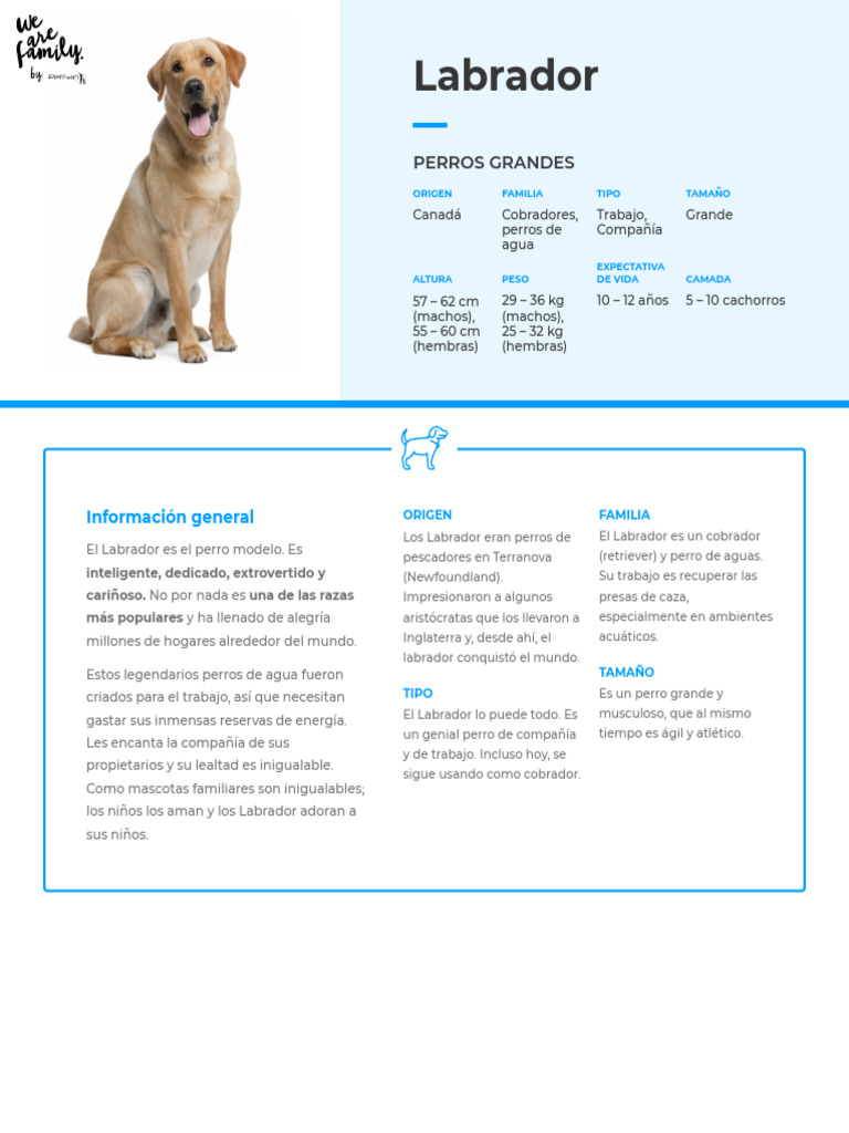 18 Labrador | PDF | Labrador retriever | Cria de perros