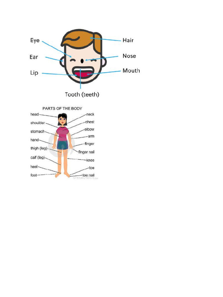 9-parts-of-body-and-physical-appearance-pdf