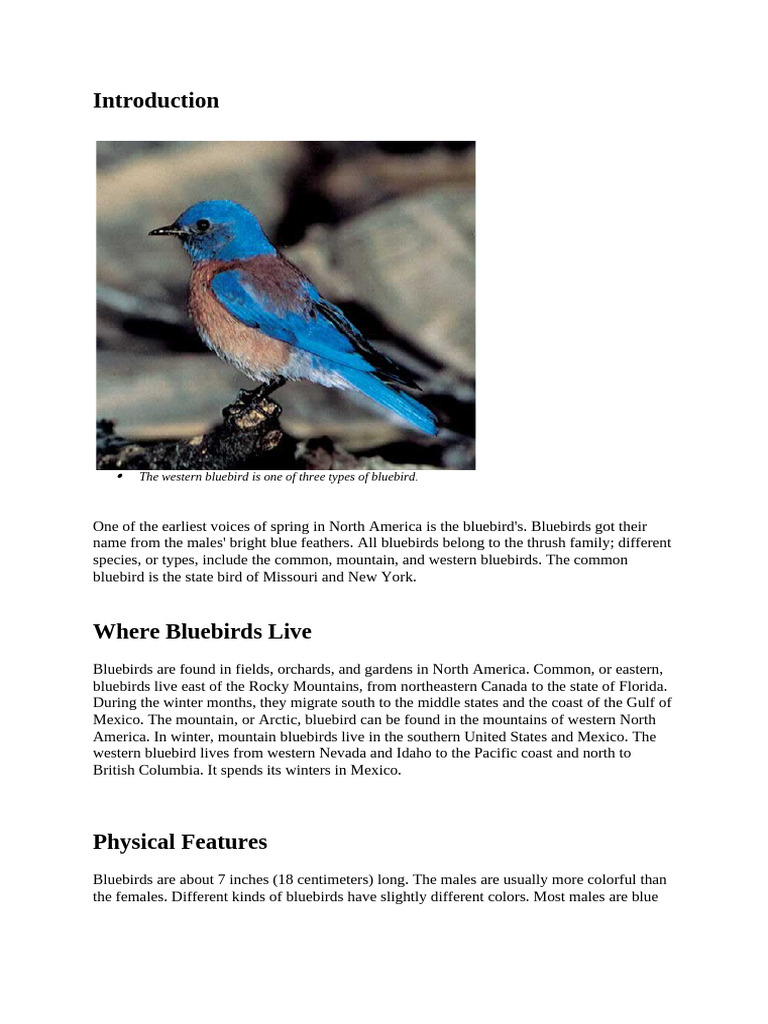 Bluebird | PDF