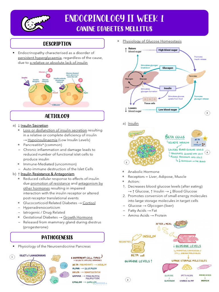 Diabetes Mellitus Canine | PDF | Insulin | Hyperglycemia