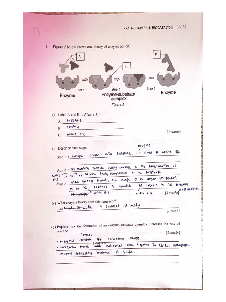 Pka 1-Chapter 4 Biocatalysis SB025 | PDF