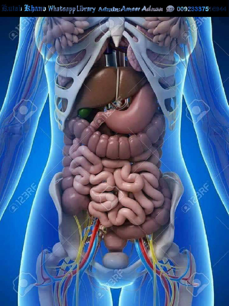 3D Human Internal Organs Skeleton Structure | PDF