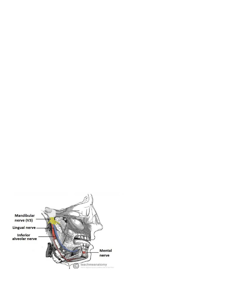 Trigeminal Nerve Overview and Neuralgia | PDF | Self-Improvement ...