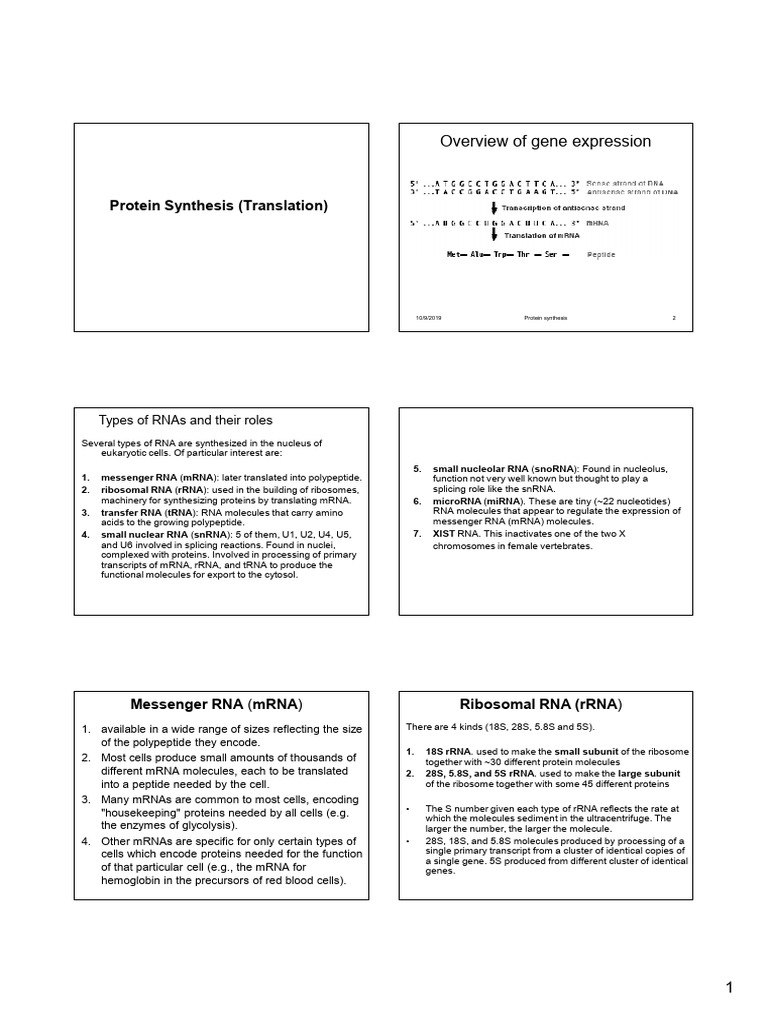 RNA Types and Protein Synthesis Steps | PDF | Rna | Translation (Biology)