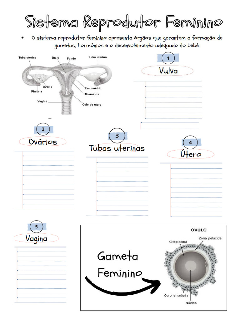 Estruturas do Sistema Reprodutor Feminino | PDF | Bem-estar | Ciências ...