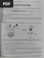 DNA Extraction from Onion Experiment | PDF | Dna | Ion