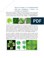 Del verde Trébol de IV hojas a la proyección estereográfica Moebiüs