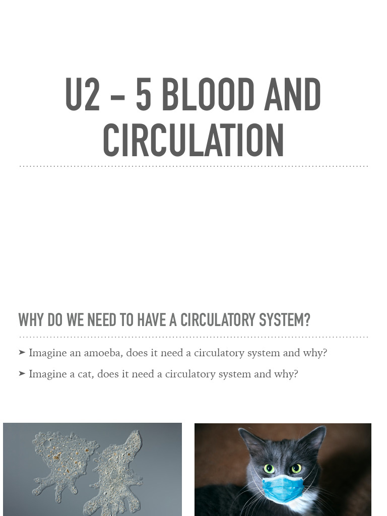 Understanding the Human Circulatory System | PDF | Heart | Heart Valve