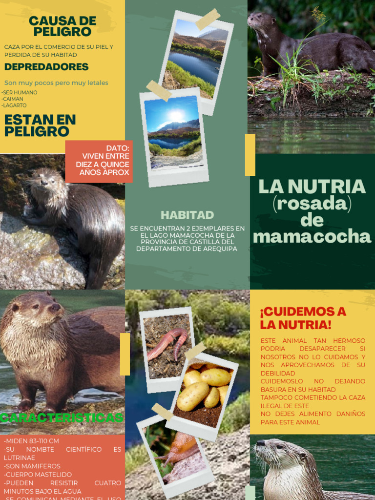 Peligro de extinción de la nutria gigante | PDF | Nutria