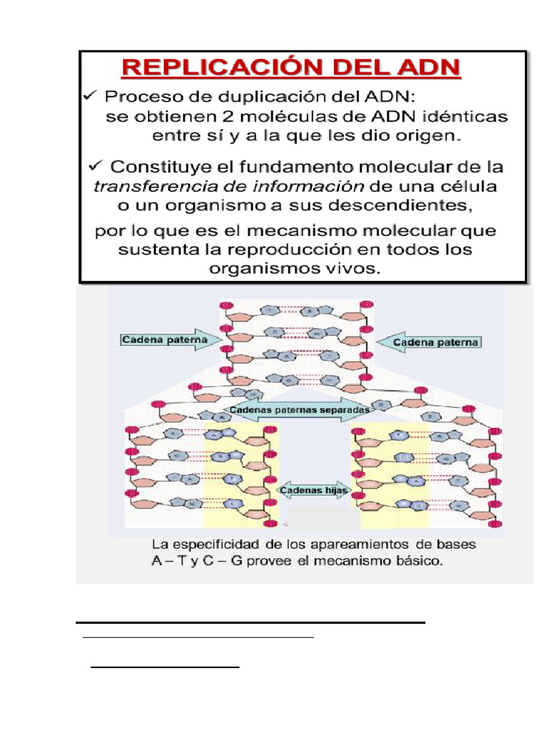 10 Replicación | PDF | Replicación De Adn | Adn