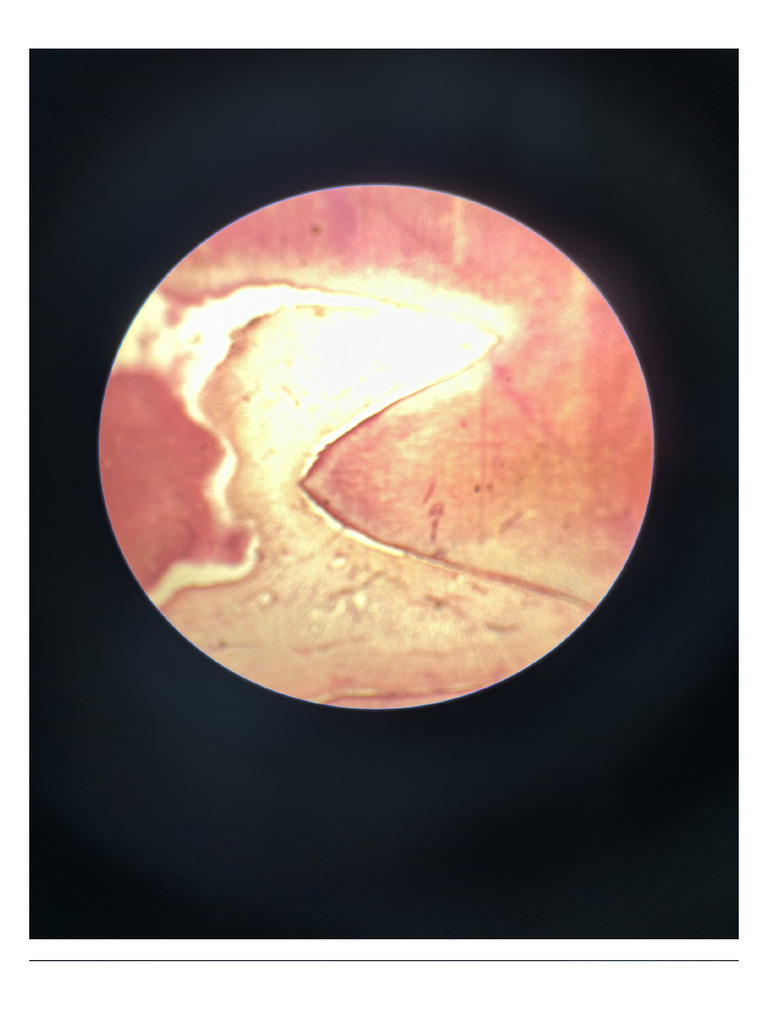 Histology of Pulp | PDF