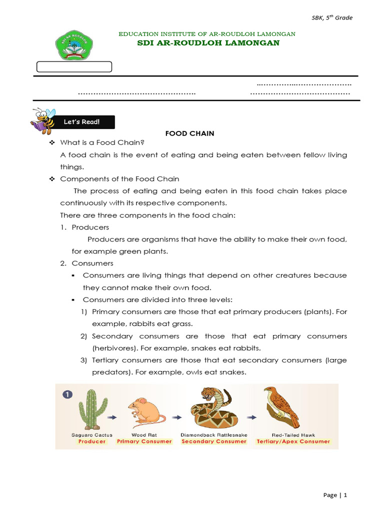 5th Grade Food Chain Basics | PDF