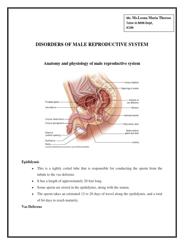 Male Reproductive System Anatomy and Phy | PDF | Testicle | Prostate