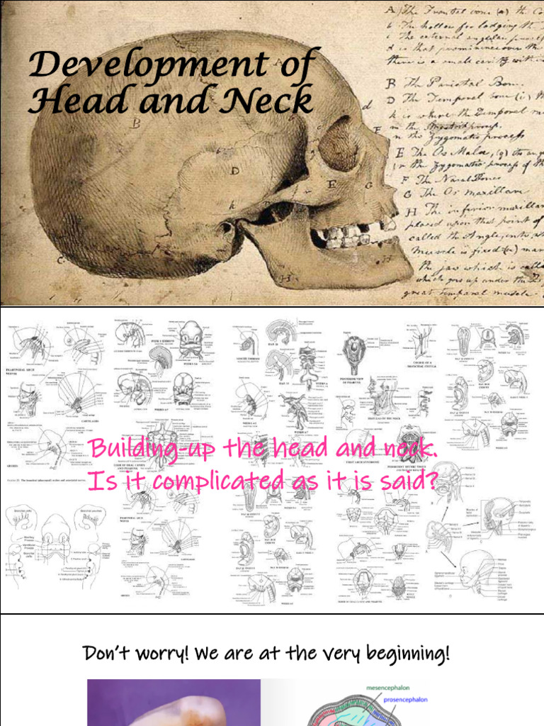 Embryonic Development of Head and Neck | PDF | Aorta | Larynx