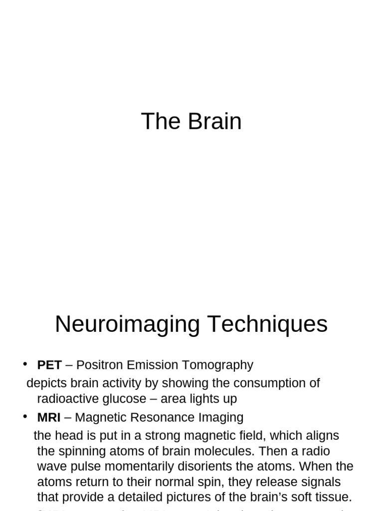 The Brain | PDF | Science & Mathematics