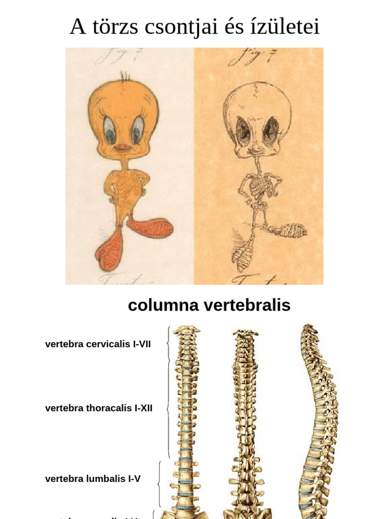 A Törzs Csontjai és Ízületei | PDF | Vertebra | Thorax (Human Anatomy)