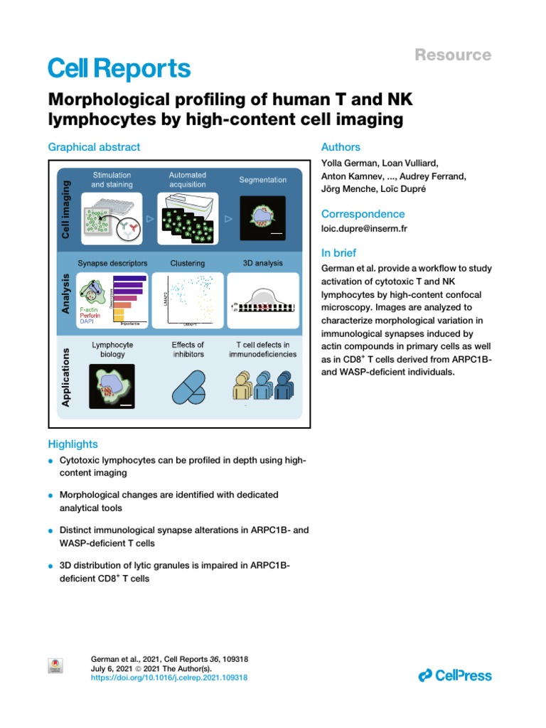 Morphological Profiling of Human T and NK Lymphocy | PDF | Actin ...