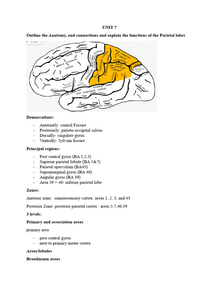 Functions and Anatomy of Parietal Lobes | PDF | Parietal Lobe ...