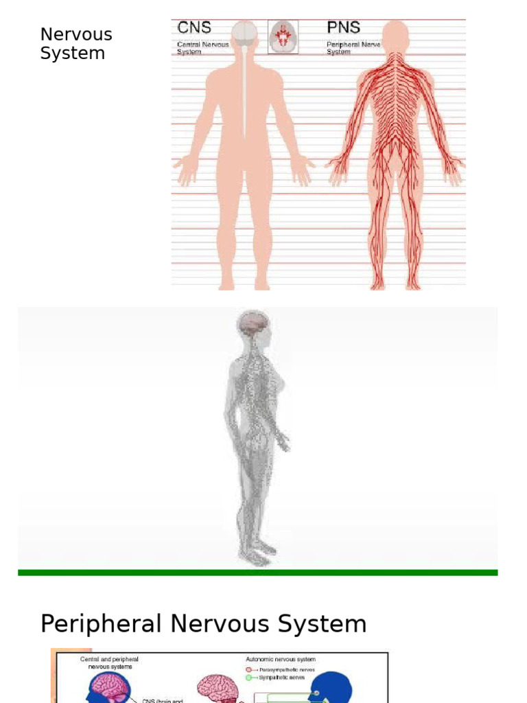 Overview of the Nervous System | PDF | Cerebrospinal Fluid | Brainstem