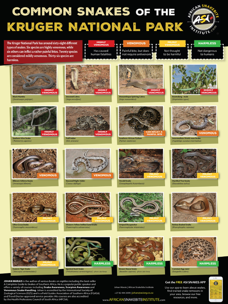 Common Snakes of The Kruger National Park | PDF