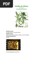 Download Semillas de Camo - Superalimento del Futuro by Hemp Argentina SN79038420 doc pdf