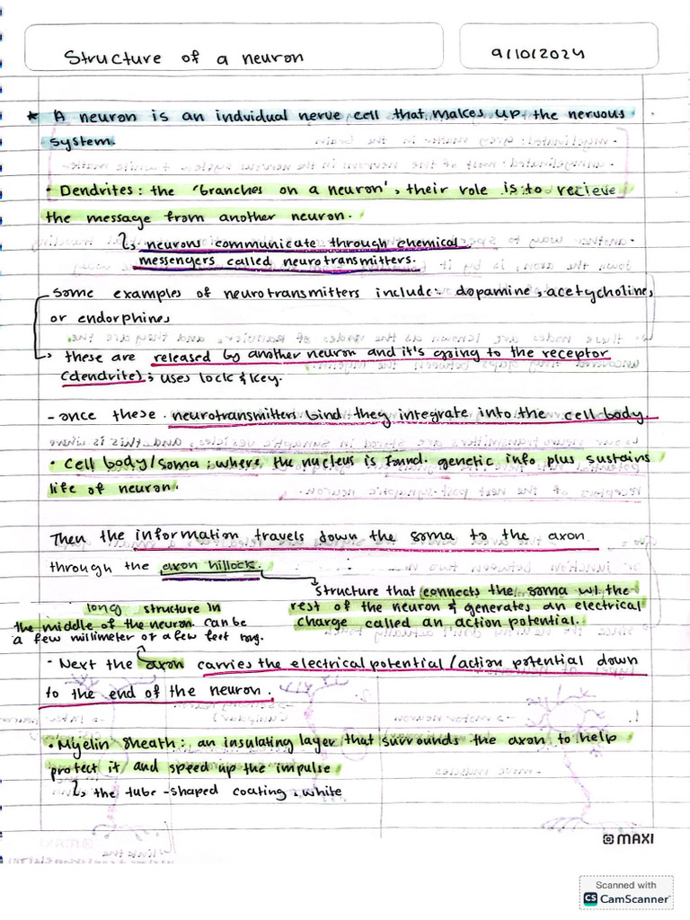 Structure of A Neuron Notes | PDF