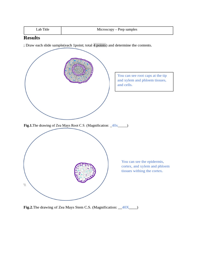 Week - 5 - Microscopy Prep Samples Report PDF (Final) | PDF | Root ...