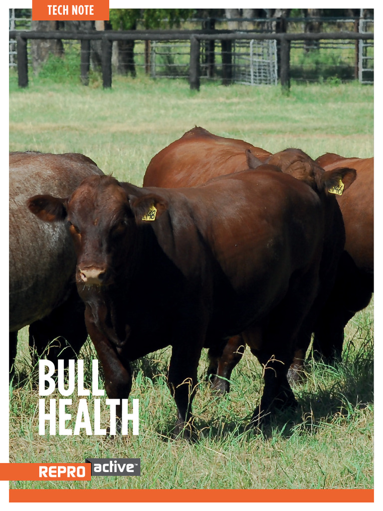 Bull health | PDF | Cattle | Bull