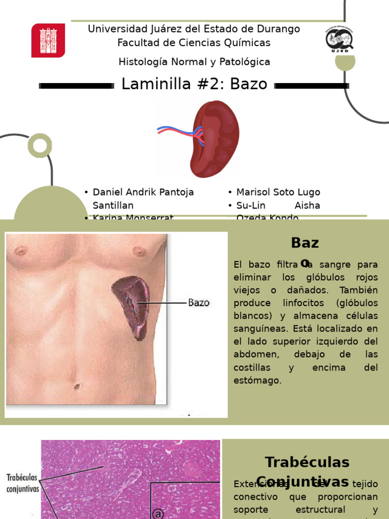 Histología del Bazo y sus Funciones | PDF | Bazo | Sistema linfático