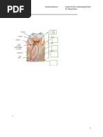 Surfaces of Teeth Explained | PDF | Dental Anatomy | Tooth