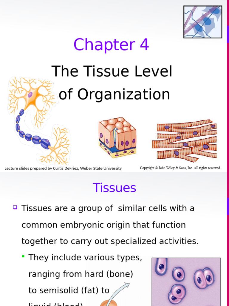 HAP101 CH 4 Tissues - Tagged | PDF | Epithelium | Connective Tissue