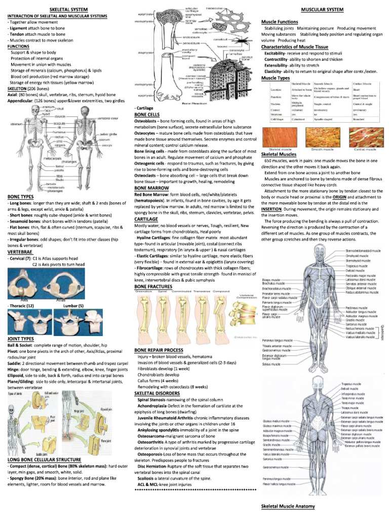 Final Cheatsheet Science Olympiad | PDF